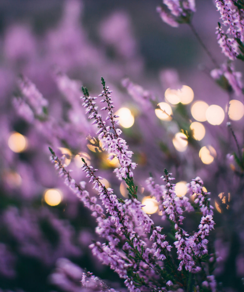 Kissenspray Lavendel
